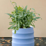 Phlebodium aureum ‘Blue Star’ medium plant in ribbed blue pot with wavy, silvery blue-green fronds.
