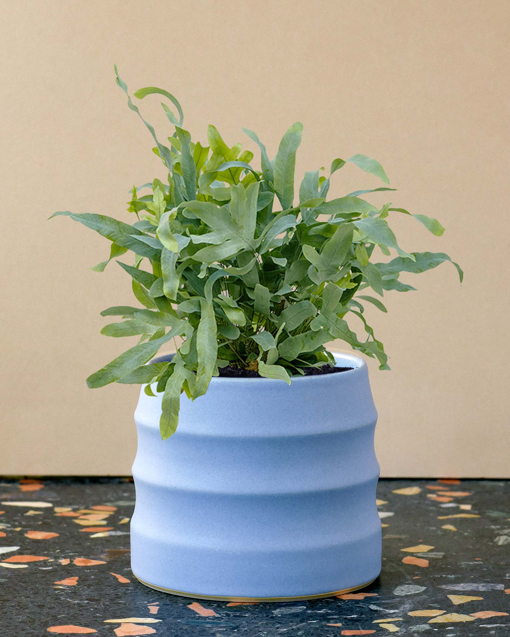 Phlebodium aureum ‘Blue Star’ medium plant in ribbed blue pot with wavy, silvery blue-green fronds.
