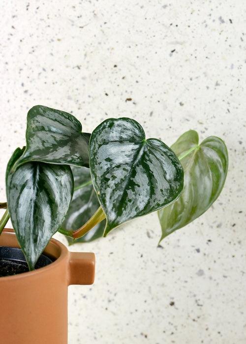 Philodendron Brandtianum M – Medium, Approx. 35.0cm height – 12.0cm Pot 3