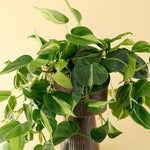 Potted Philodendron hederaceum var. oxycardium 'Brasil' Large with green leaves on a beige background