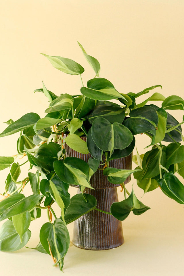 Potted Philodendron hederaceum var. oxycardium 'Brasil' Large with green leaves on a beige background