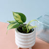 Philodendron hederaceum var. oxycardium 'Brasil' Baby