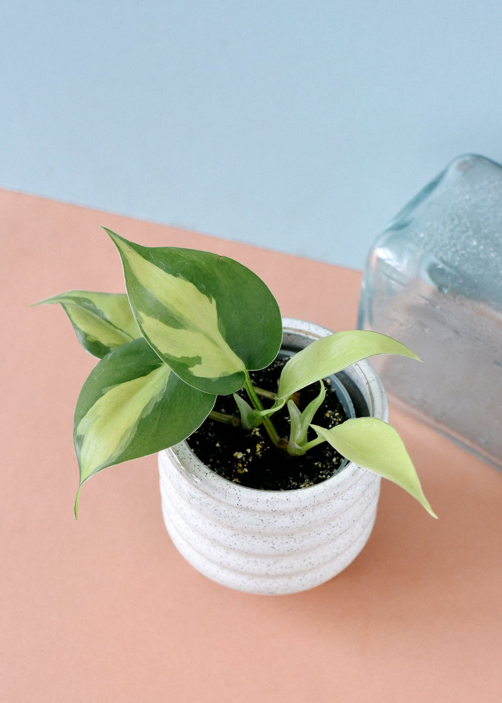 Philodendron hederaceum var. oxycardium 'Brasil' Baby