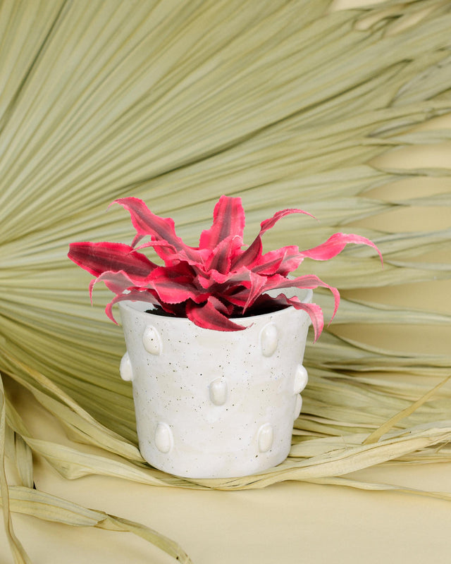 Cryptanthus ‘Super Pink’ Baby -  Plant Circle.