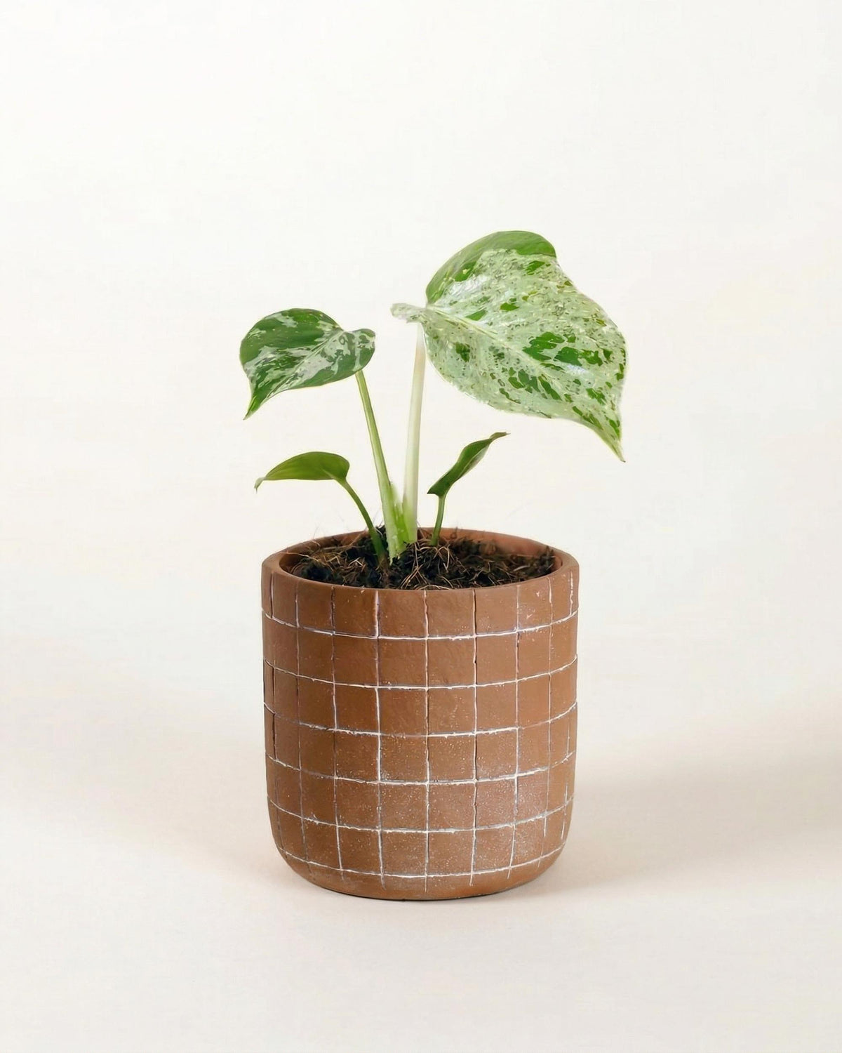 Potted baby monstera deliciosa bulbasaur with a brown pot featuring a white grid pattern on a white background