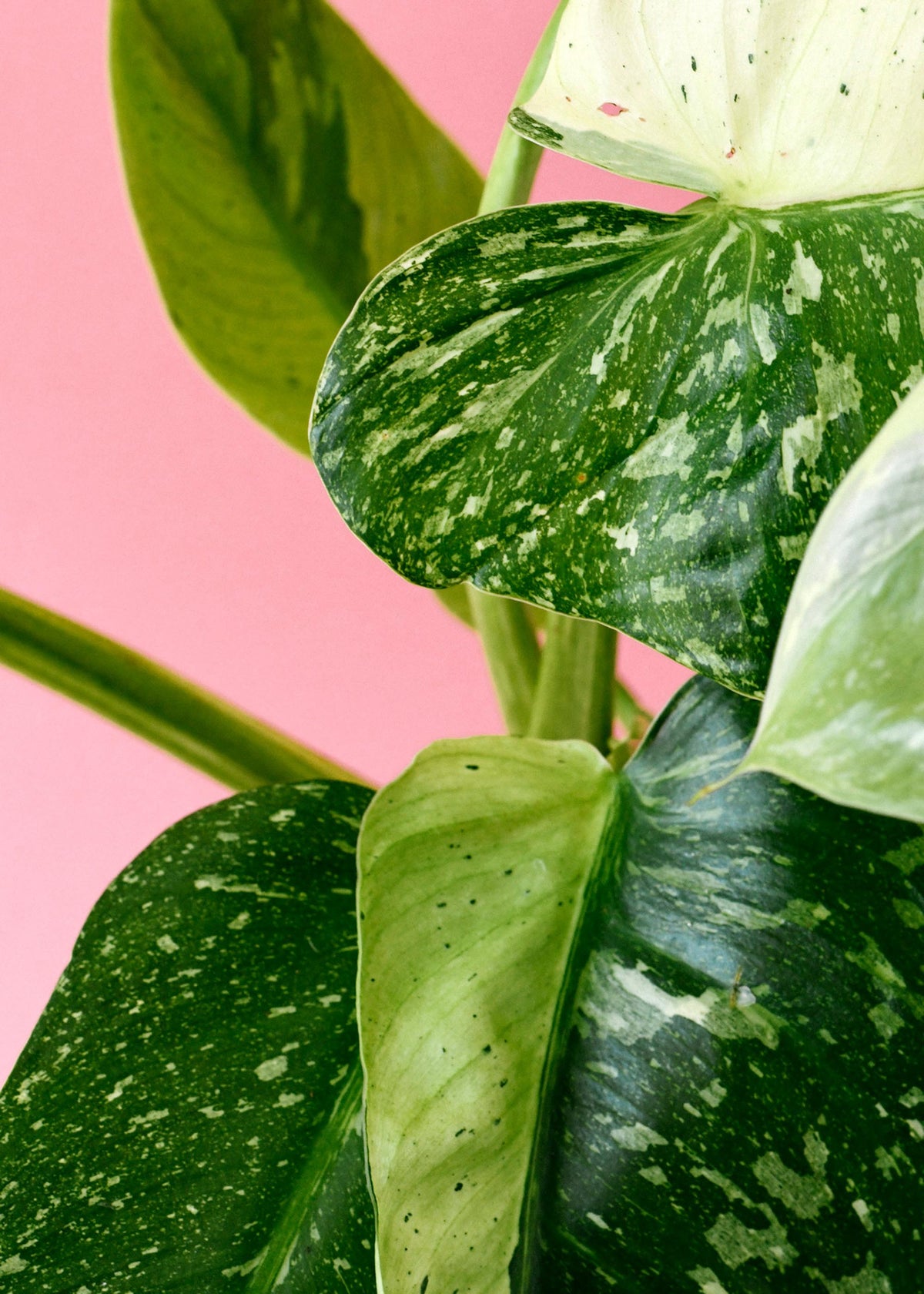 Close-up of philodendron jose buono leaves with a pink background