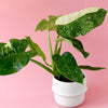 Potted philodendron jose buono with large green leaves on a pink background