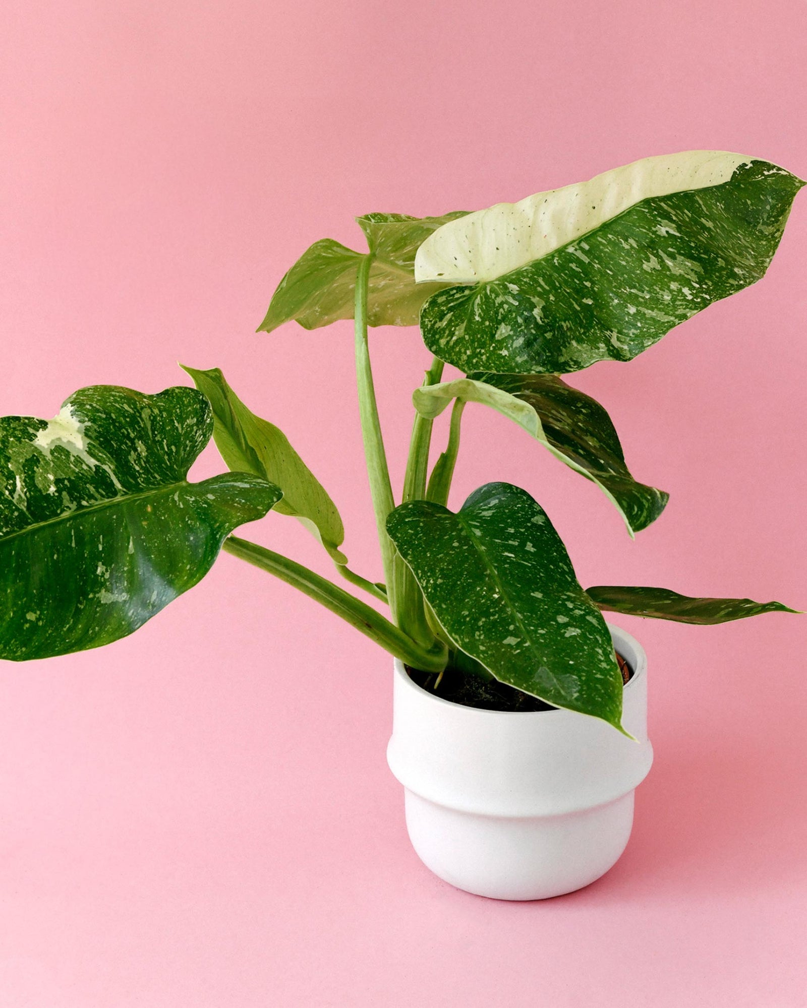 Potted philodendron jose buono with large green leaves on a pink background