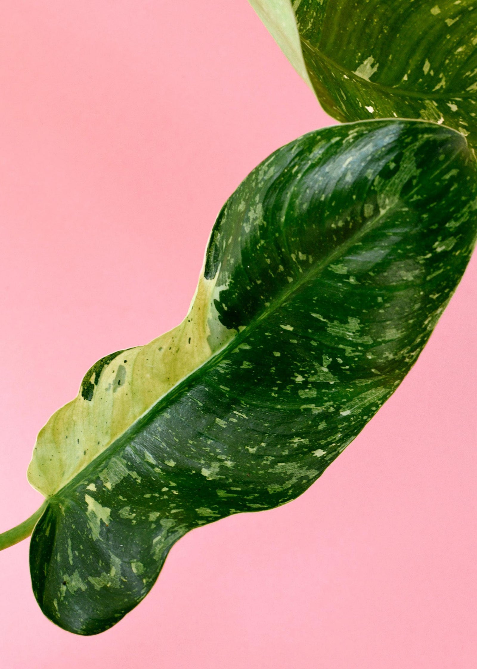 Green and yellow variegated philodendron jose buono leaf with white spots on a pink background