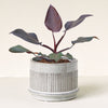 Philodendron 'Burgundy Princess' M