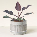 philodendron burgundy princess Philodendron 'Burgundy Princess' M