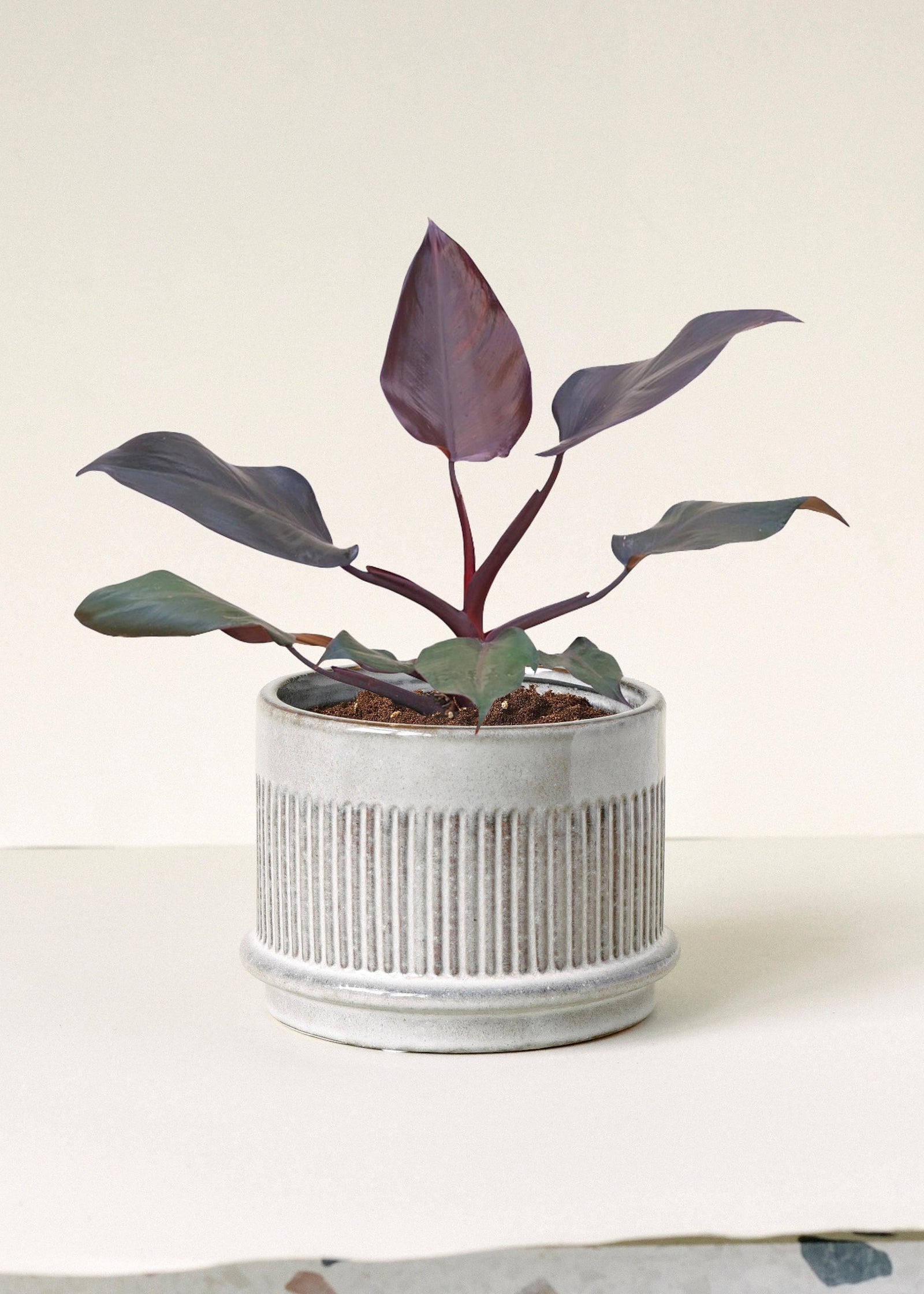maroon philodendron Philodendron 'Burgundy Princess' M