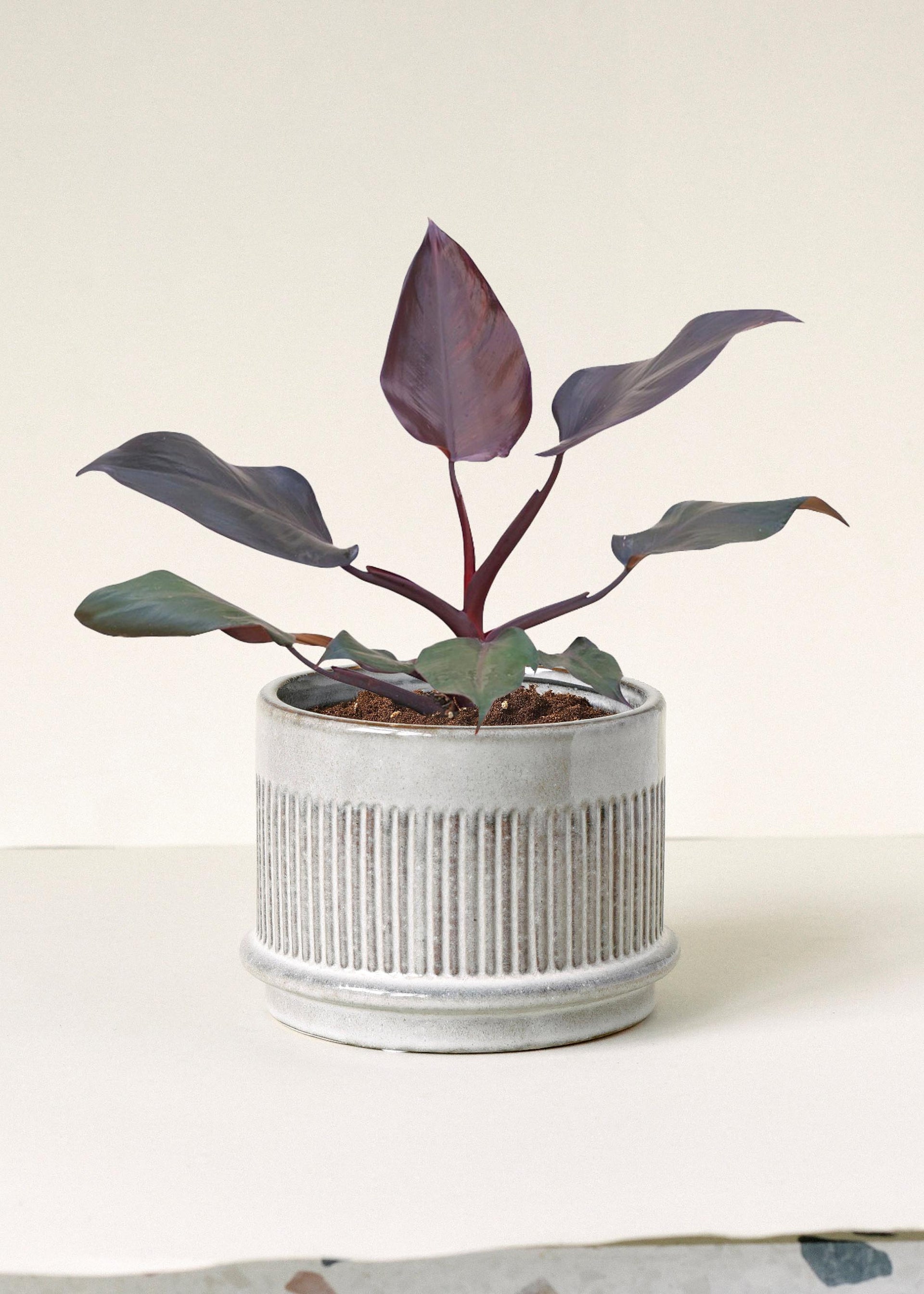 merlot philodendron Philodendron 'Burgundy Princess' M