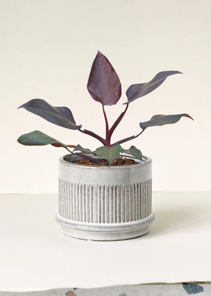 burgundy red leaf philodendron Philodendron 'Burgundy Princess' M