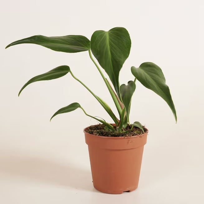 Monstera Burle Marx Flame L – Seltene Sammler-Monstera