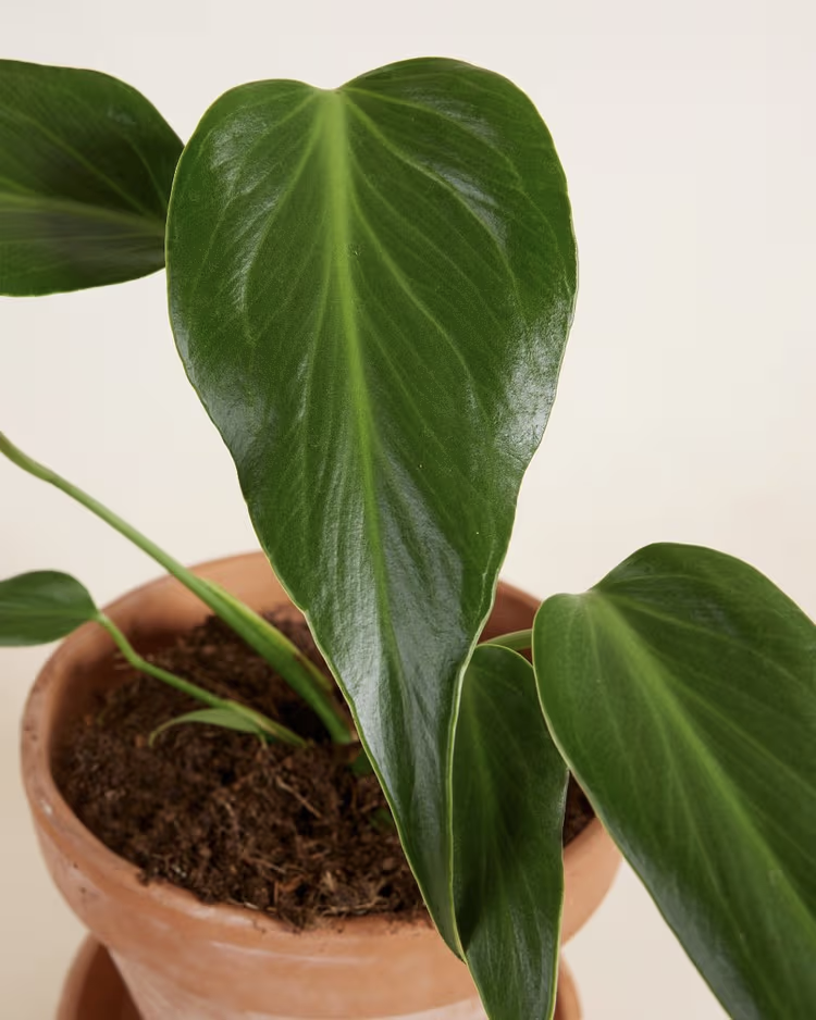 Monstera Burle Marx Flame L – Seltene Sammler-Monstera