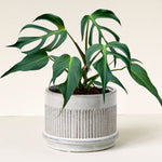 Monstera Burle Marx Flame – L, Approx. 50.0cm height – 15.0cm Pot