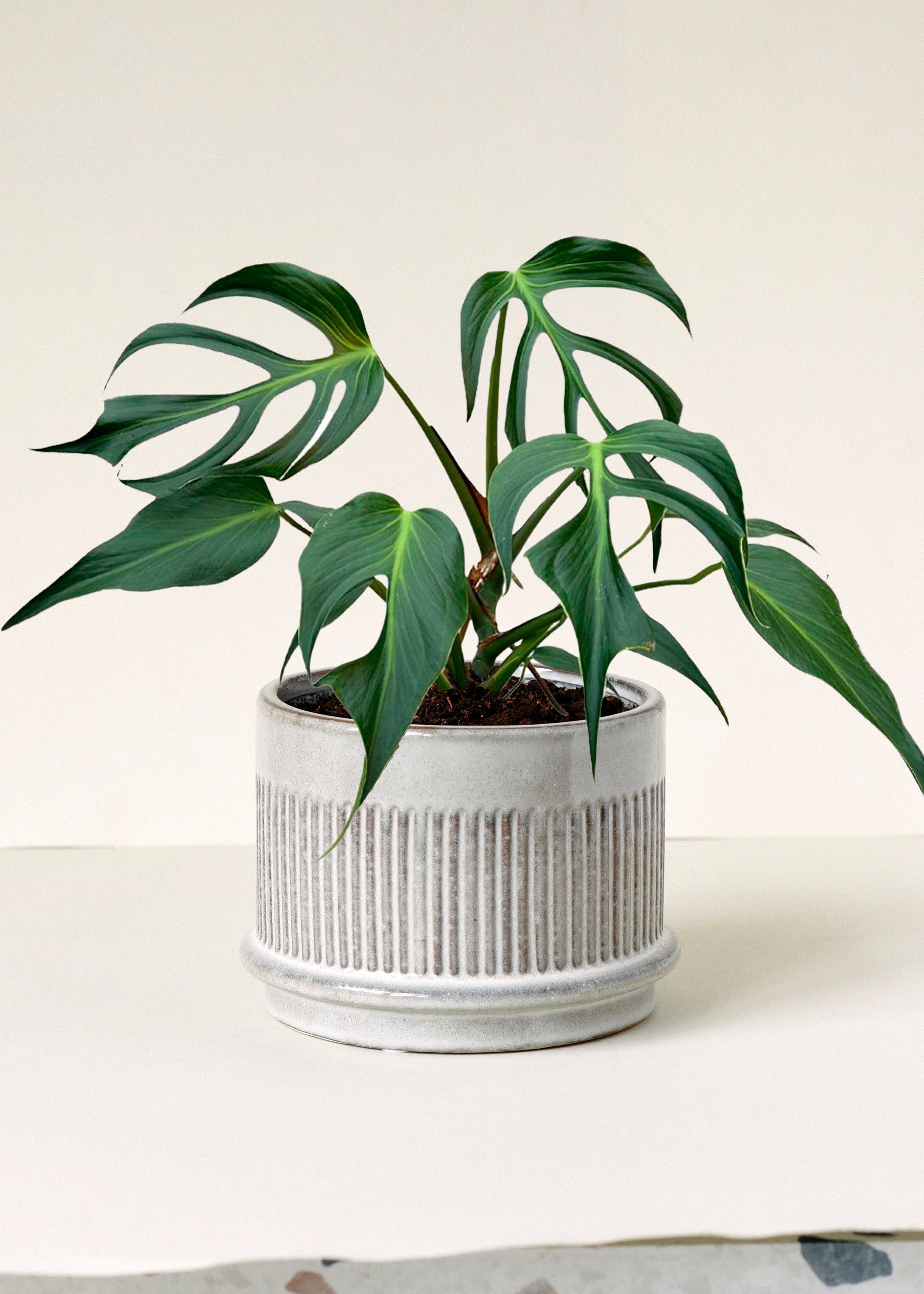 Monstera Burle Marx Flame – L, Approx. 50.0cm height – 15.0cm Pot