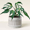 Monstera Burle Marx Flame L