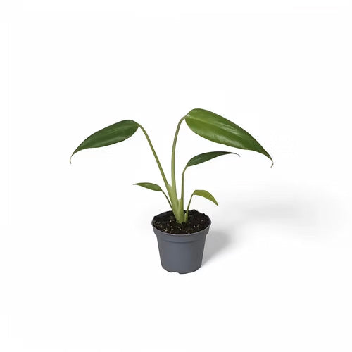 burle marx flame philodendron Monstera Burle Marxe Flame Baby