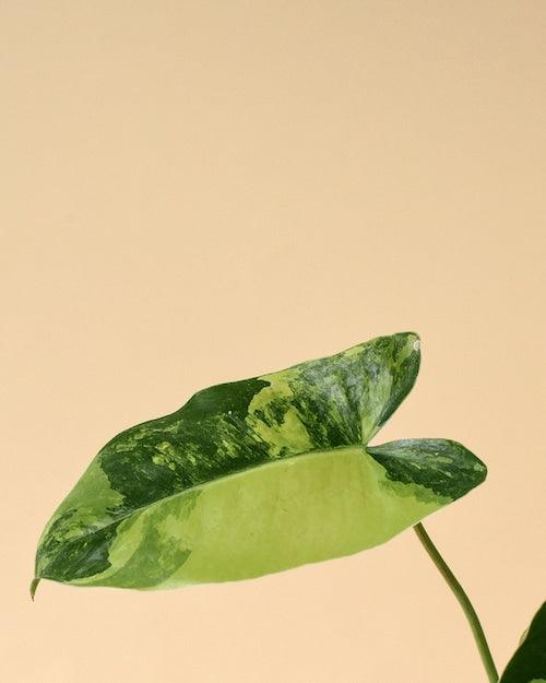 Philodendron 'Burle Marx' albo variegata baby by Plant Circle -  Plant Circle.