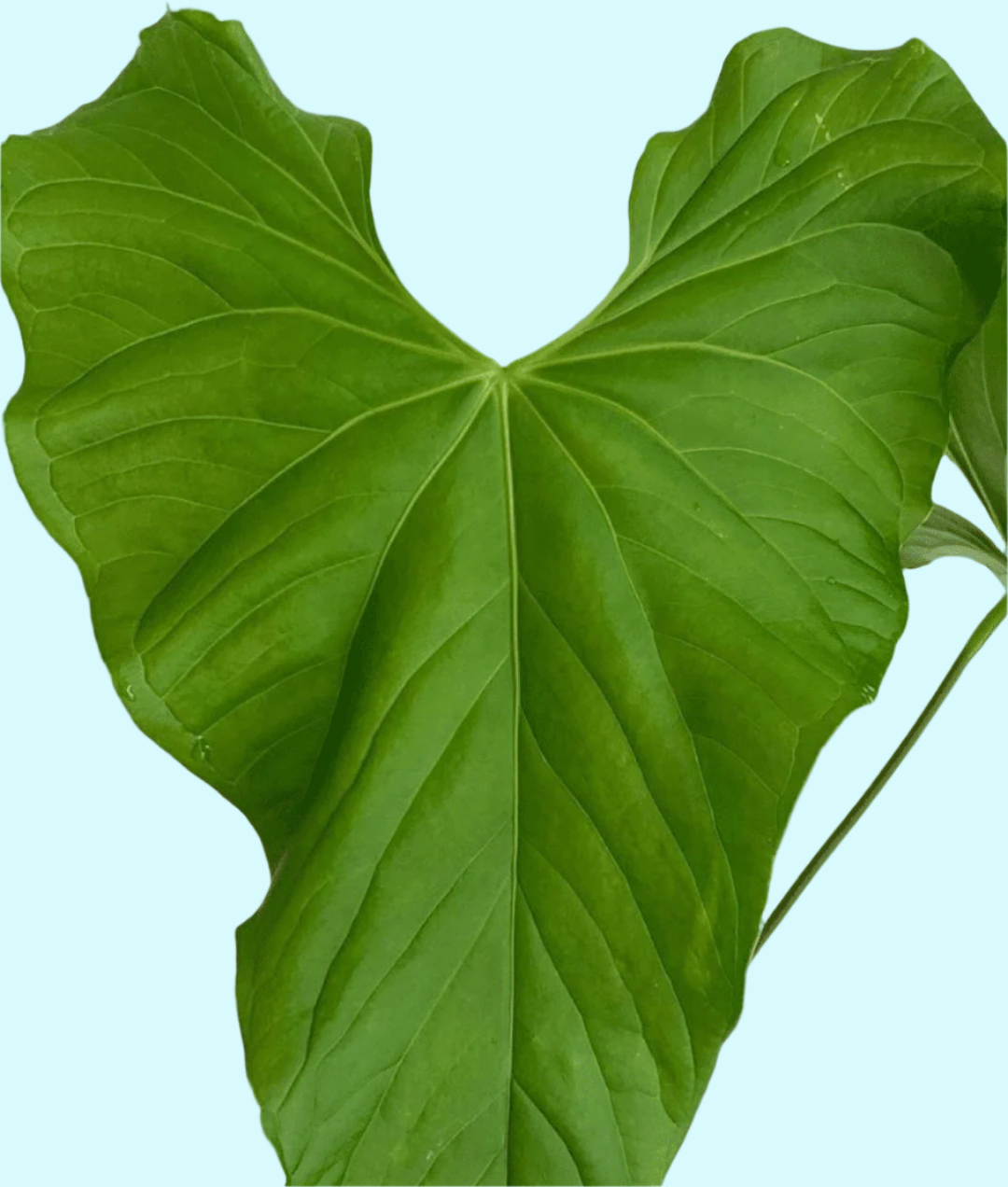 Anthurium Balaloanum 
