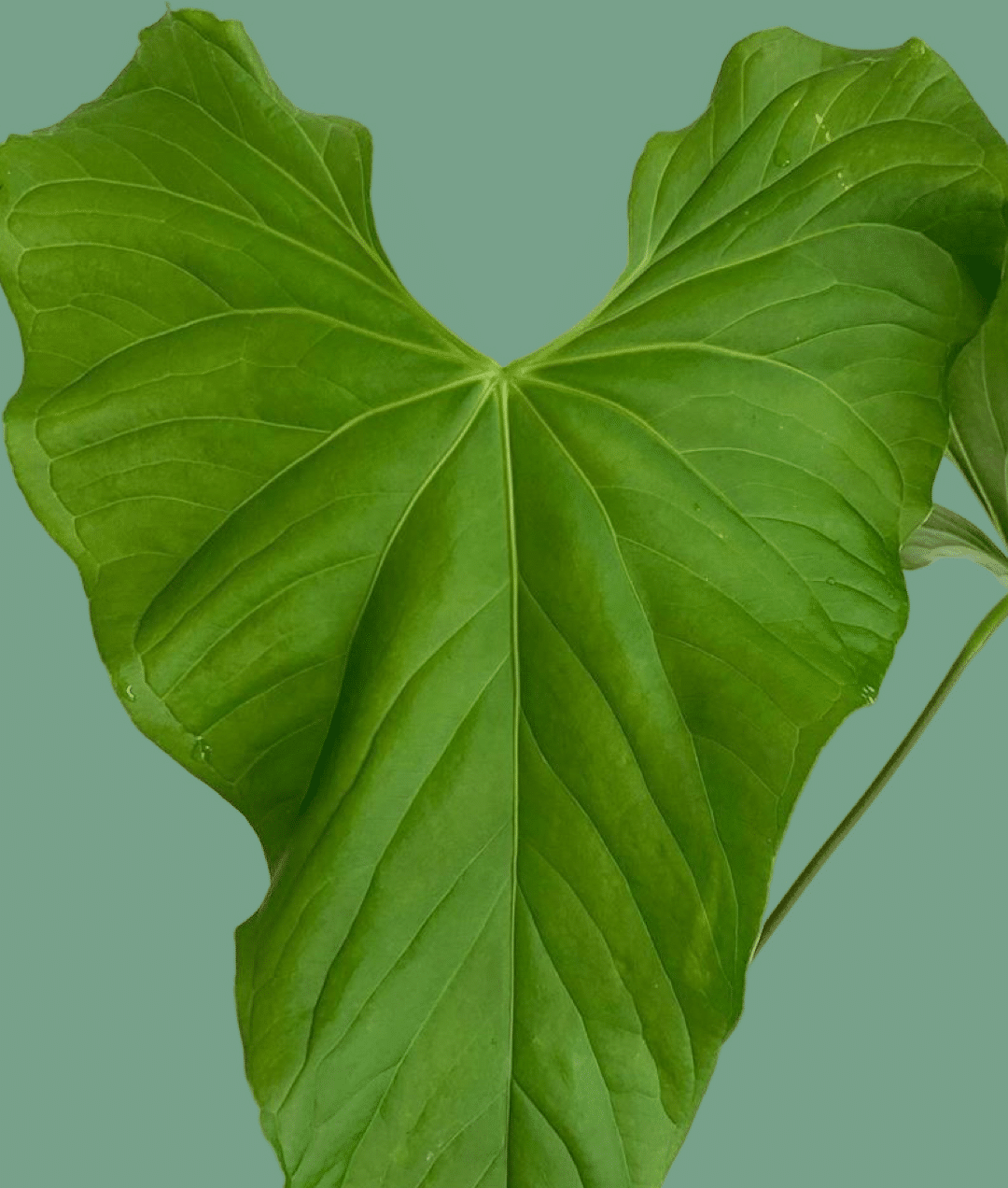 Anthurium Balaloanum