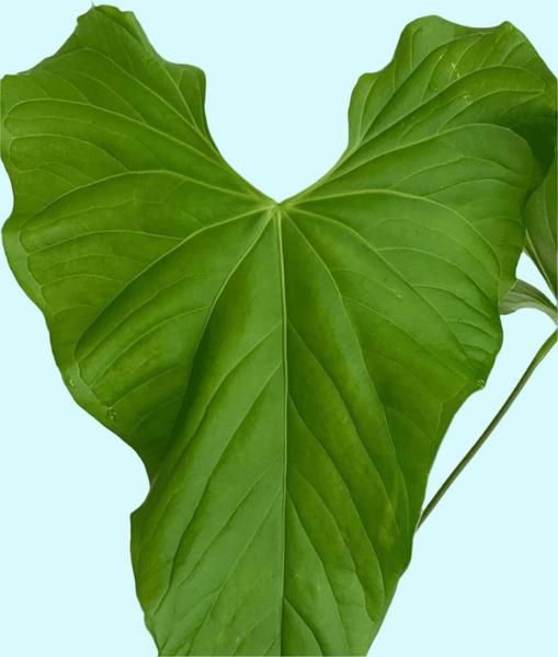 Anthurium Balaloanum M | Plant Circle Anthurium Balaloanum M | Plant Circle