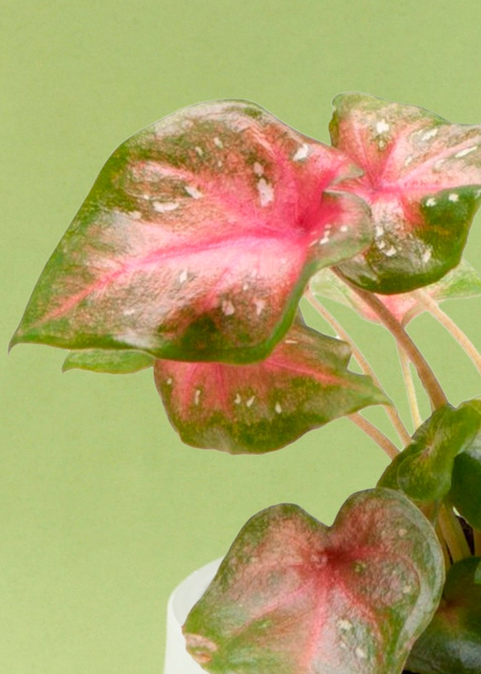 Caladium 'Bicolor' Casey Baby Plant by Plant Circle