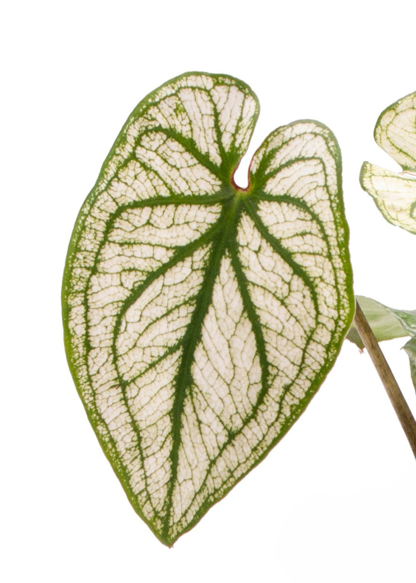 Caladium bicolor ‘Pliage’ – Baby (6cm) -  Plant Circle.