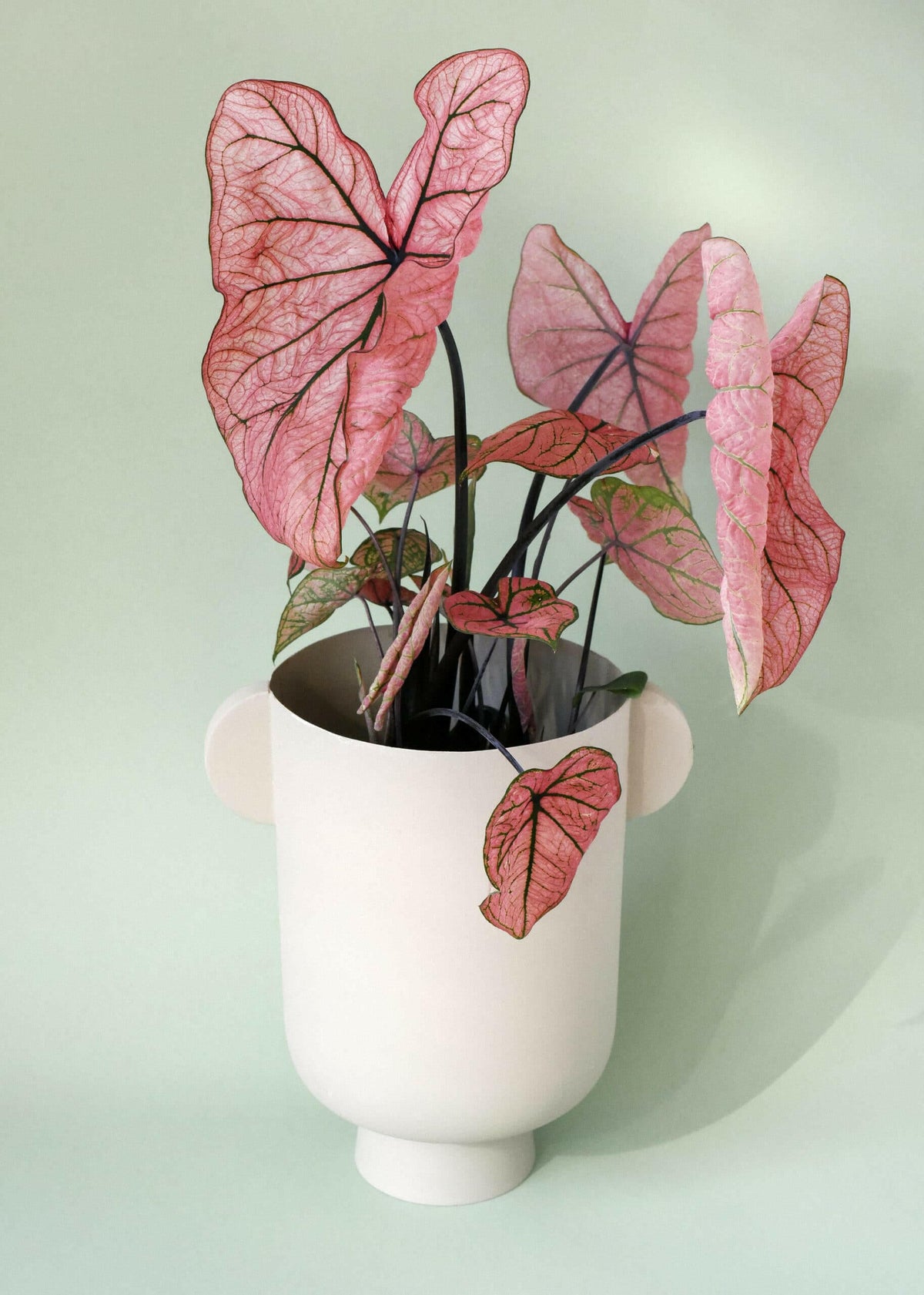Full Caladium Spring Fling plant in a white decorative pot with handles, displayed against a soft green background.