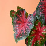 Dramatic Caladium Red Flash foliage featuring deep red centers, green margins, and pink speckles.