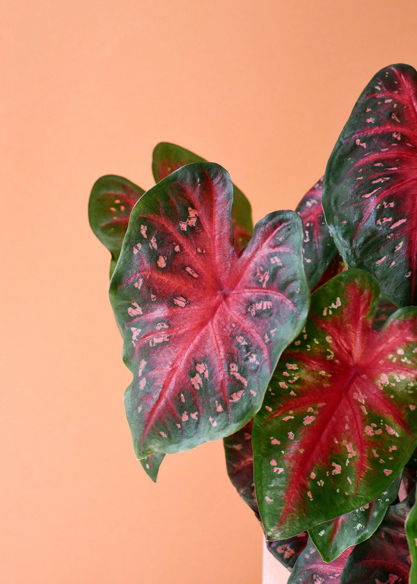 Dramatic Caladium Red Flash foliage featuring deep red centers, green margins, and pink speckles.