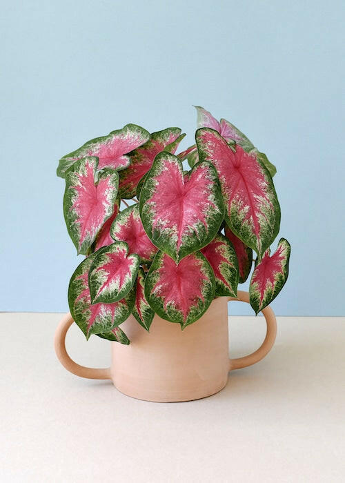 Full Caladium Rosebud plant with dense pink and green foliage in a peach-colored pot with handles against a blue background.