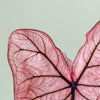 Close-up of Caladium Spring Fling leaf showing translucent pink texture and dark green veins.