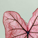Close-up of Caladium Spring Fling leaf showing translucent pink texture and dark green veins.