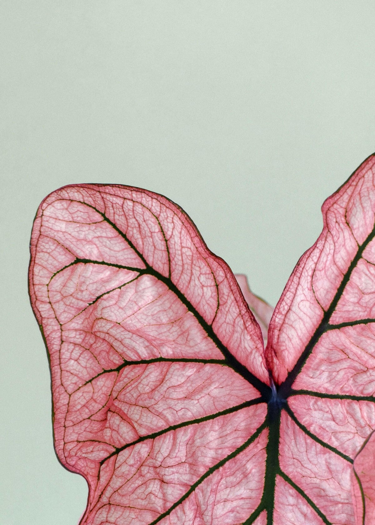 Close-up of Caladium Spring Fling leaf showing translucent pink texture and dark green veins.