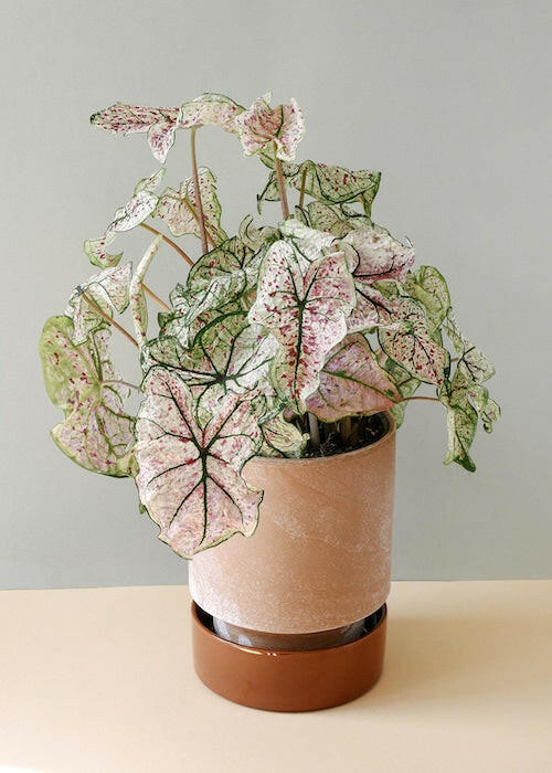 house plant that looks like caladium Caladium 'Gingerland' – Tuber | Compact Speckled Foliage