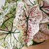 Bushy Caladium Gingerland plant in a terracotta pot showing creamy white leaves with green edges and red speckles.