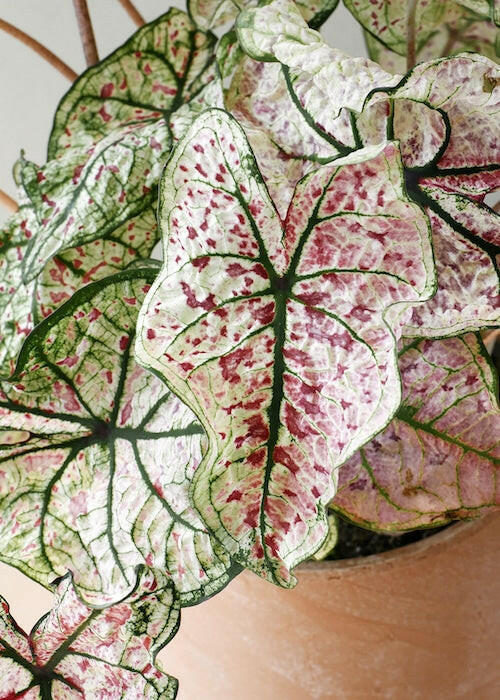 Bushy Caladium Gingerland plant in a terracotta pot showing creamy white leaves with green edges and red speckles.
