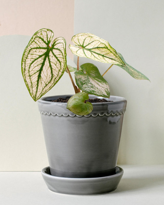 Caladium bicolor ‘Pliage’ – Baby (6cm) -  Plant Circle.