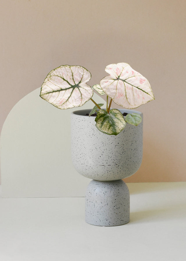 Caladium bicolor ‘Lucia’ – Baby Plant (6cm Pot) -  Plant Circle.