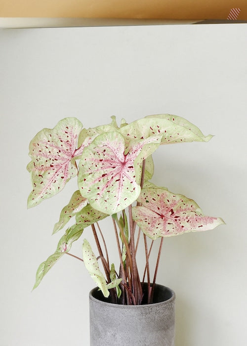 Compact dwarf Caladium 'Miss Muffet' plant growing in a grey decorative pot against a neutral background, suitable for indoor decor.
