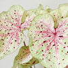 Vibrant foliage of Caladium 'Miss Muffet' showing heart-shaped lime green leaves with distinct pink veins and burgundy speckles.
