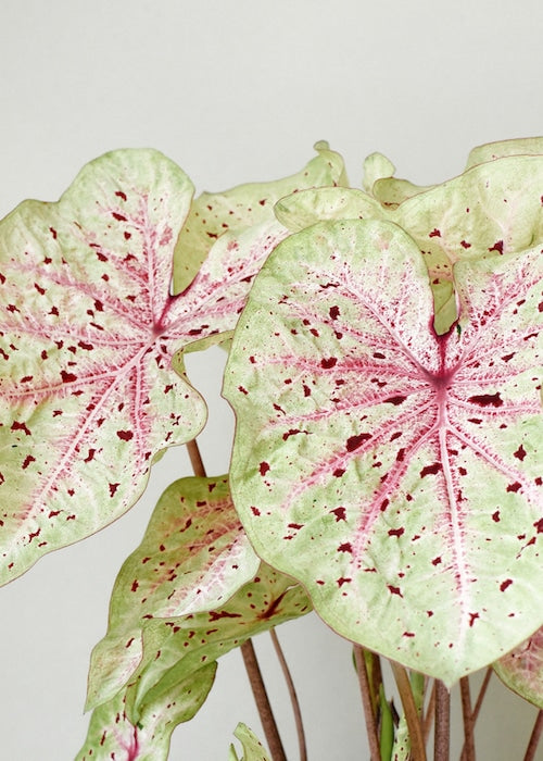 Vibrant foliage of Caladium 'Miss Muffet' showing heart-shaped lime green leaves with distinct pink veins and burgundy speckles.