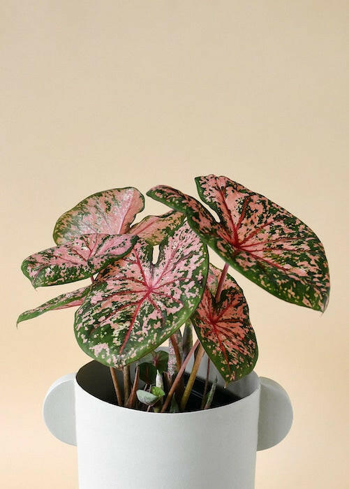 A bushy, established Caladium Pink Beauty plant with multiple speckled leaves in a grey indoor planter. 