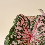 Heart-shaped foliage of Caladium Pink Beauty with dark green edges and vibrant pink variegated centers.