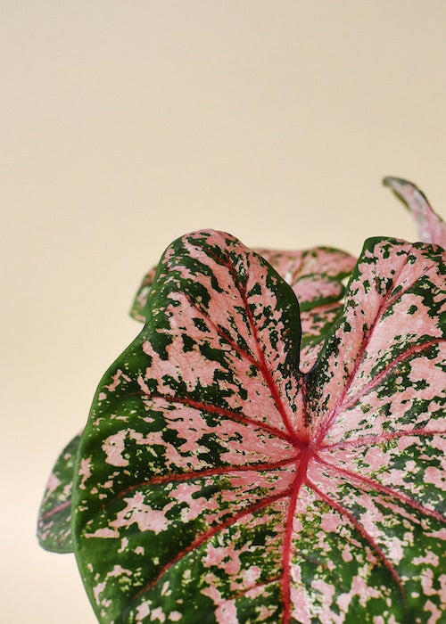 Heart-shaped foliage of Caladium Pink Beauty with dark green edges and vibrant pink variegated centers.