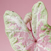 Close-up of a Caladium Seafoam Pink leaf featuring minty green margins and a soft pink splashed center against a pink background.