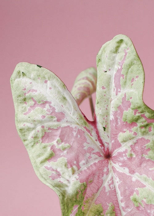 Close-up of a Caladium Seafoam Pink leaf featuring minty green margins and a soft pink splashed center against a pink background.